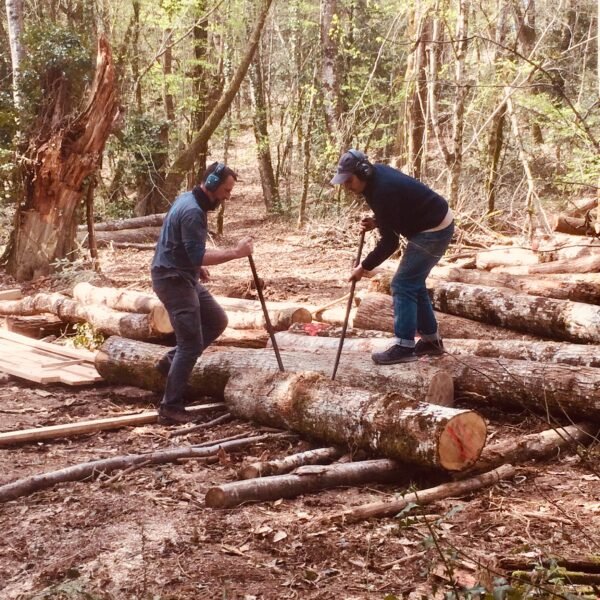 LE BOIS D&rsquo;ARBRE ?